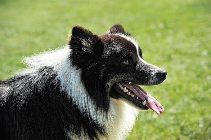 foto Perro pastor islandés