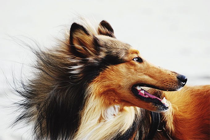 foto Perro Collie