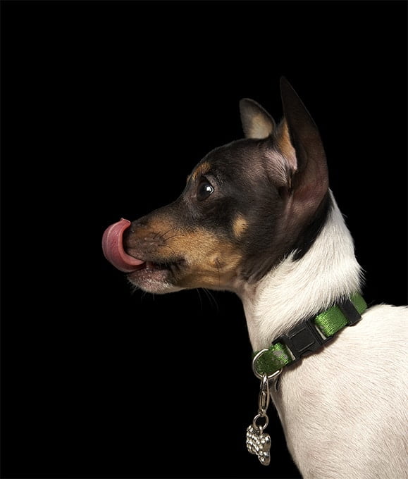 foto Perro Rat Terrier