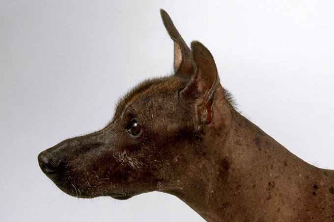 foto Perro Xoloitzcuintli