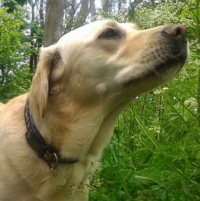 foto Perro mestizo de Goldador