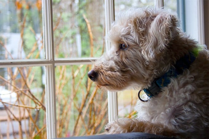 foto Perro híbrido de Schnoodle