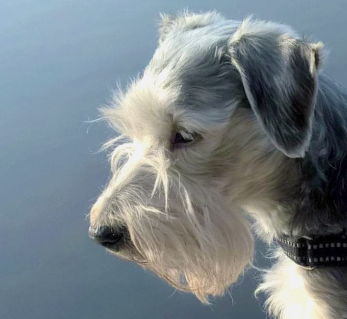 foto Perro de raza Cesky Terrier