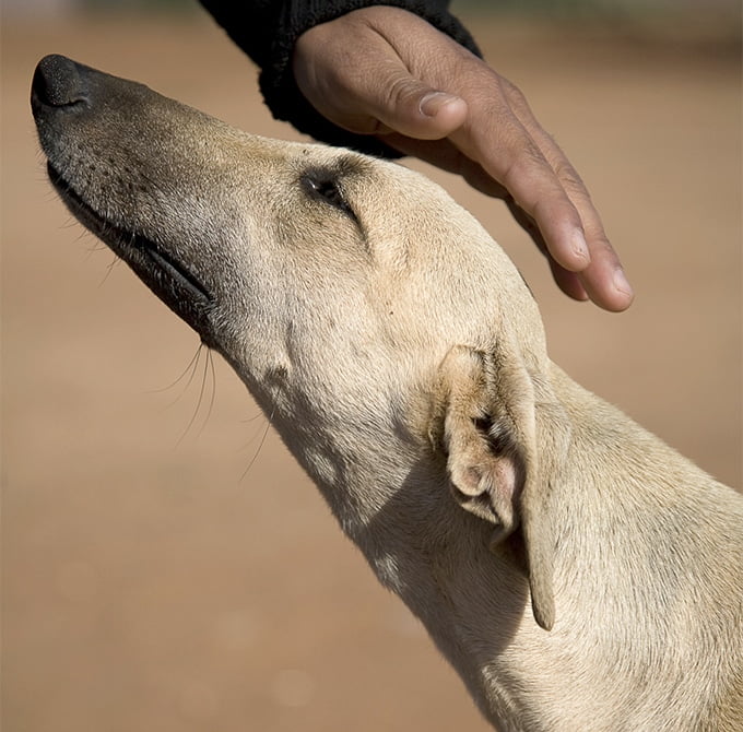 foto Perro Sloughi