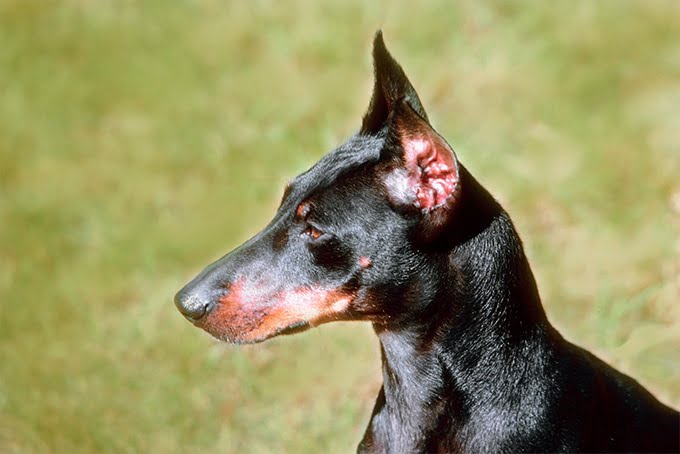 foto Perro Manchester Terrier