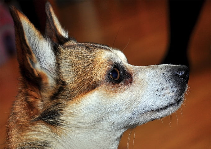 foto Perro de raza Lundehund noruego