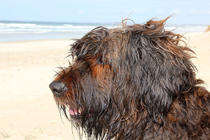 foto Perro de Briard