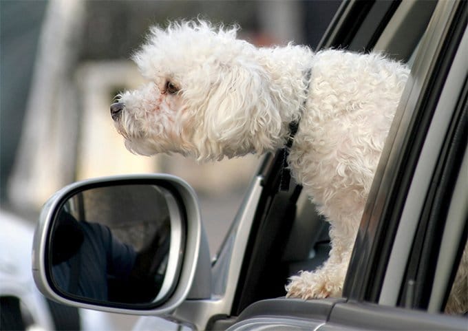 foto Perro Boloñés