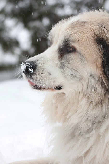 foto Gran Perro de los Pirineos