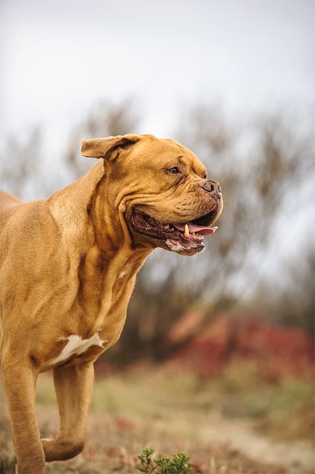 foto Perro Dogo de Burdeos