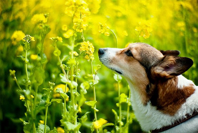 foto Perro Pembroke Welsh Corgi