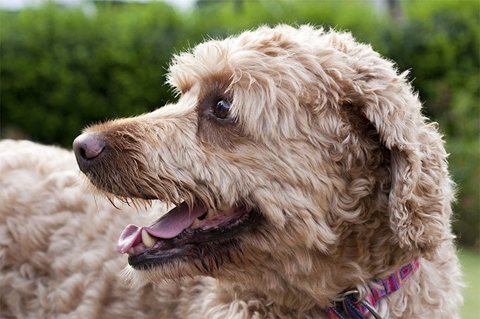 foto Labradoodle Perro mixto