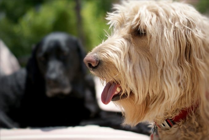 foto Perro Goldendoodle