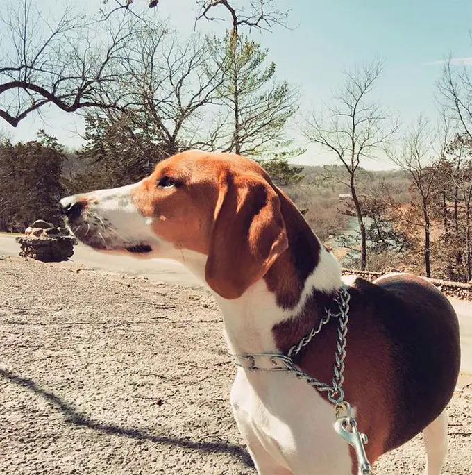 foto Perro de raza Walker Coonhound