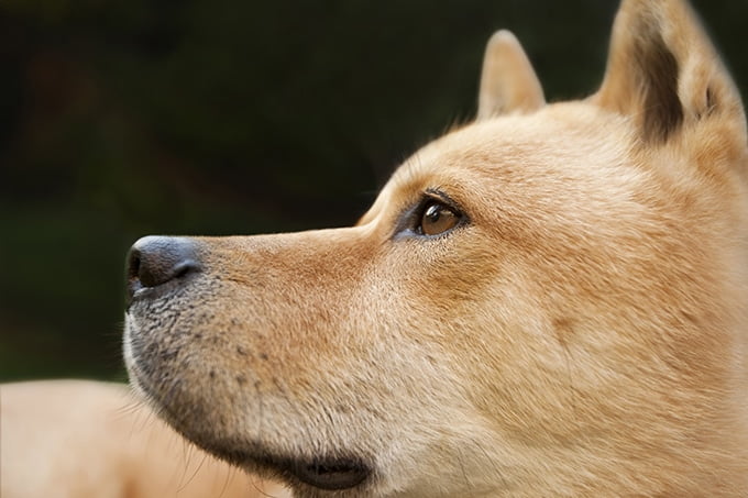 foto Perro Jindo Coreano