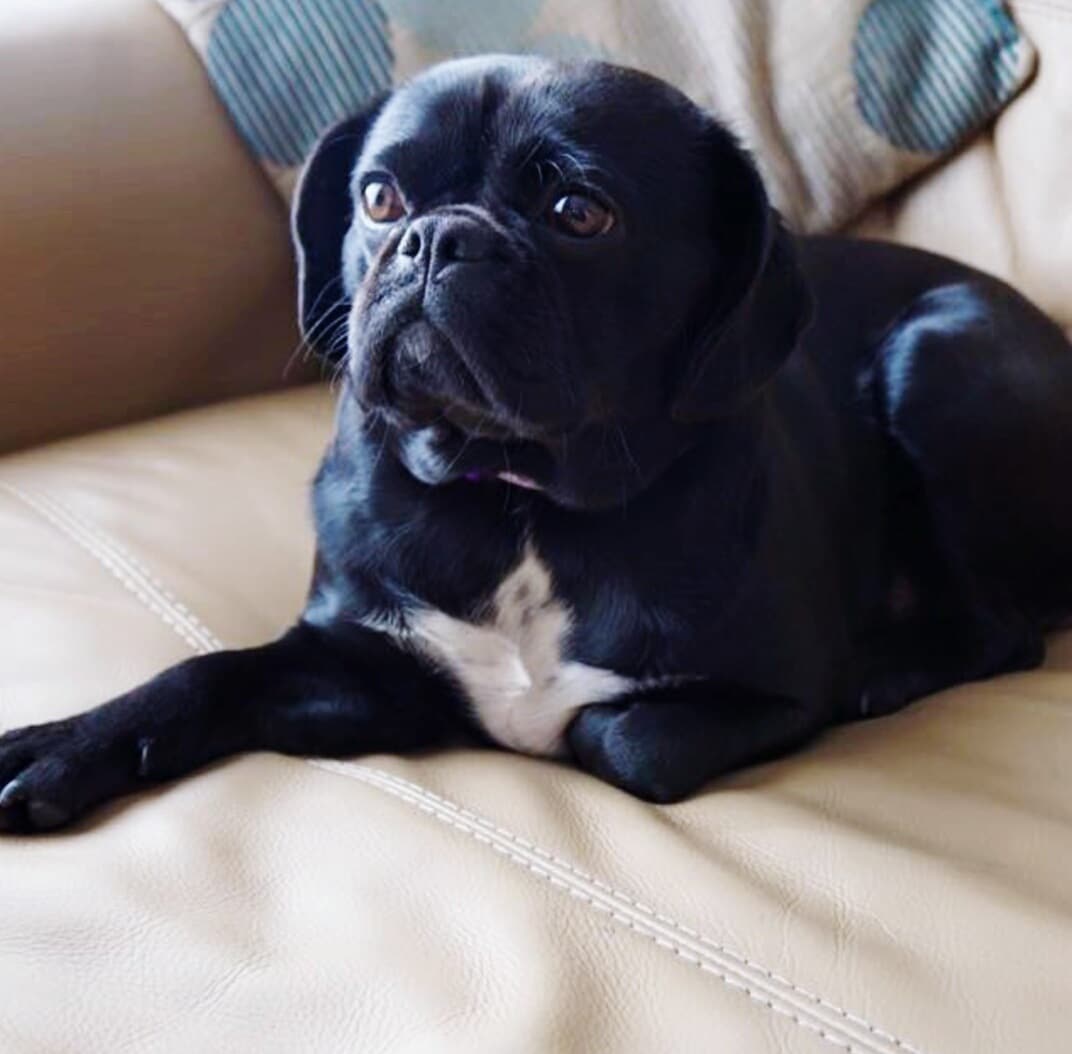foto Perro Pugalier Mixto