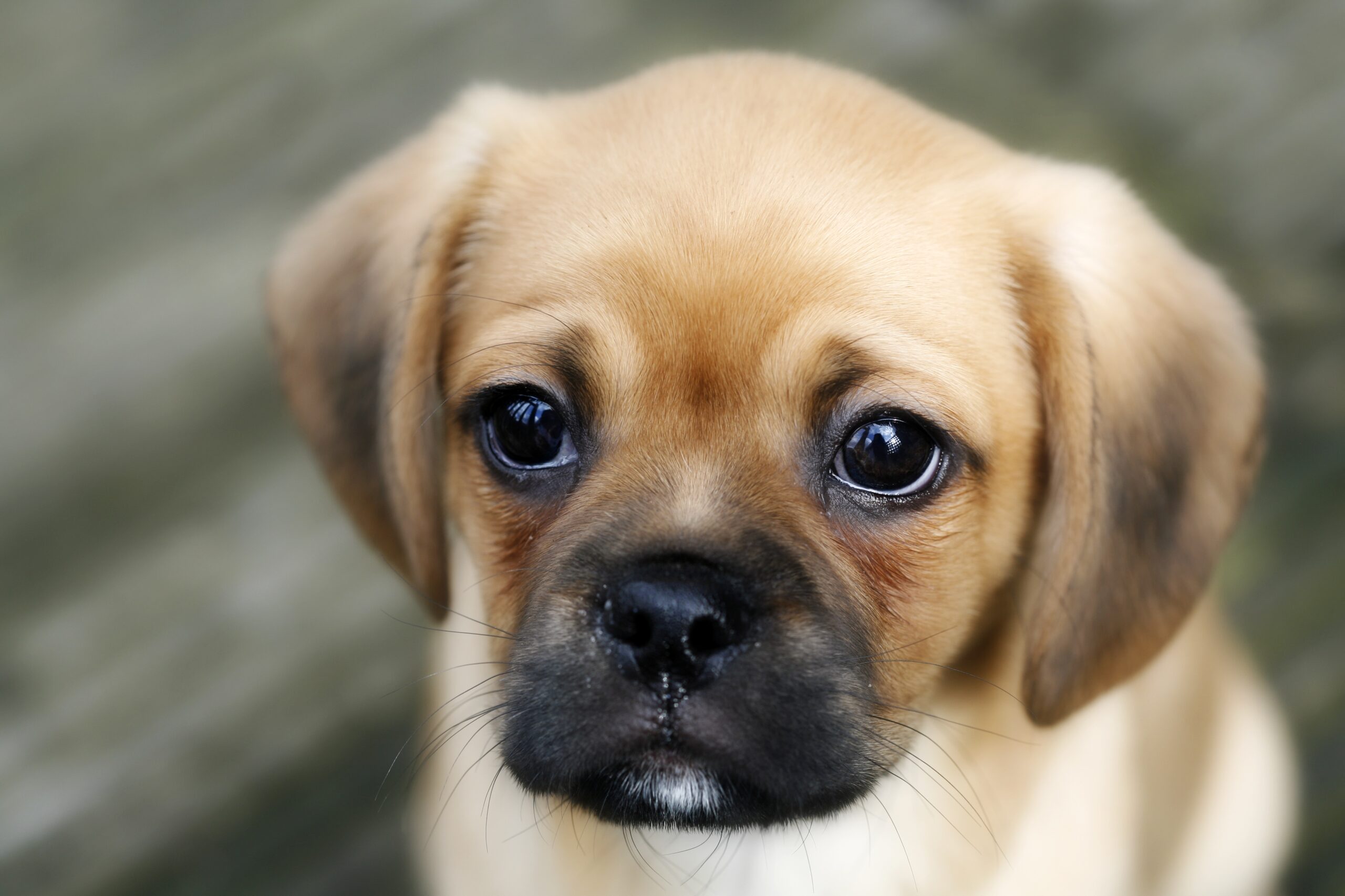 foto Perro Pugalier Mixto