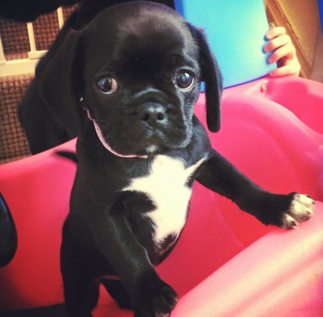 foto Perro Pugalier Mixto