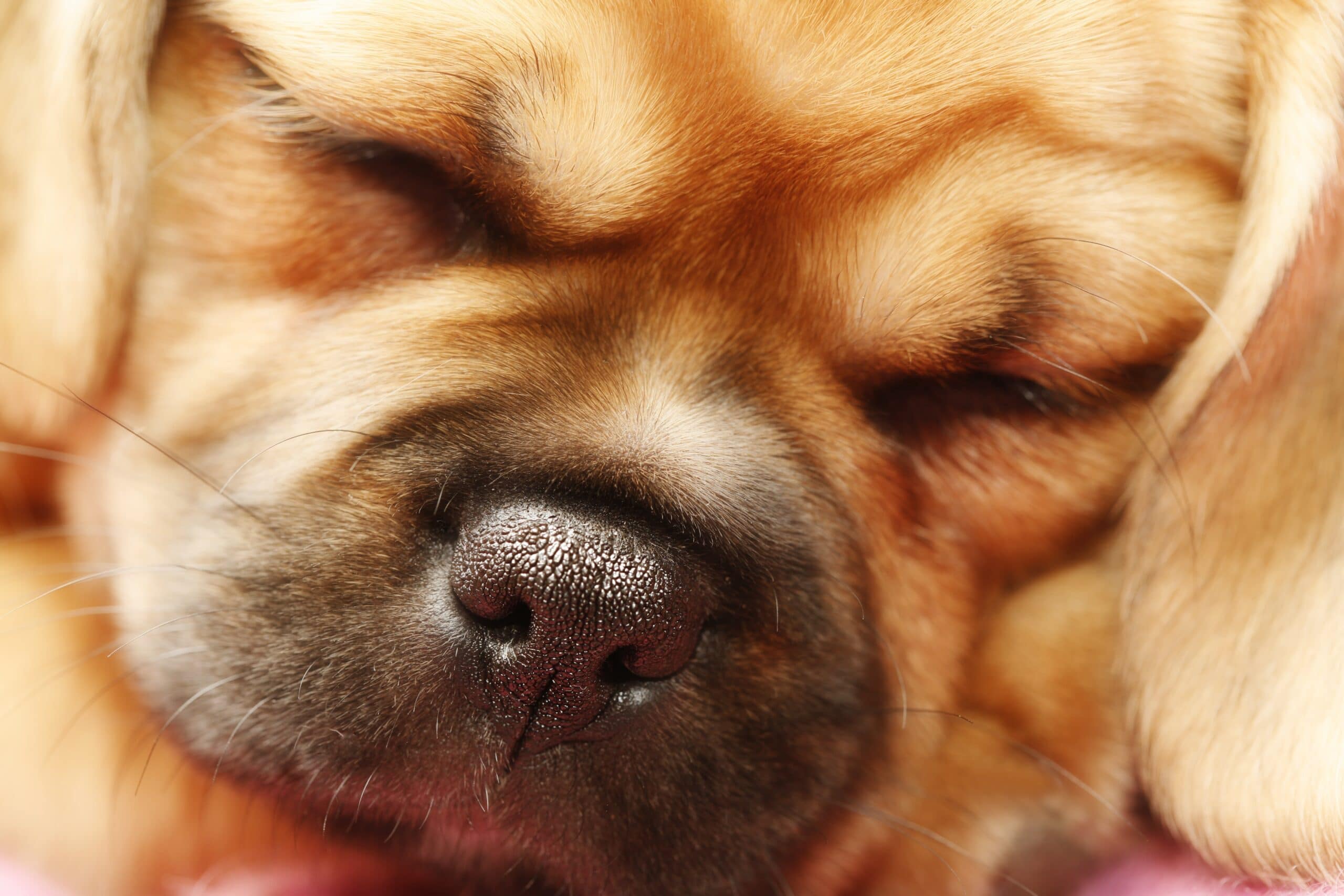 foto Perro Pugalier Mixto