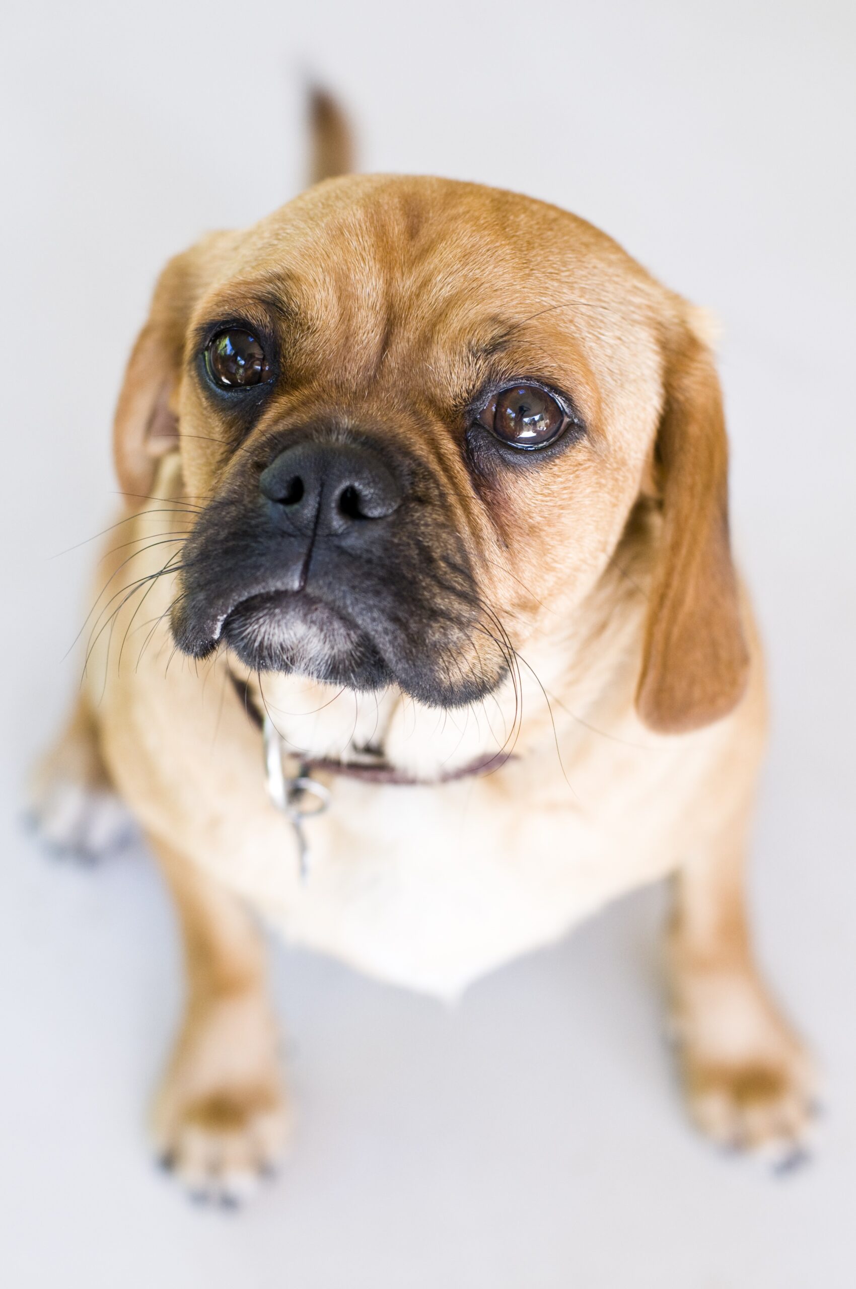 foto Perro Pugalier Mixto