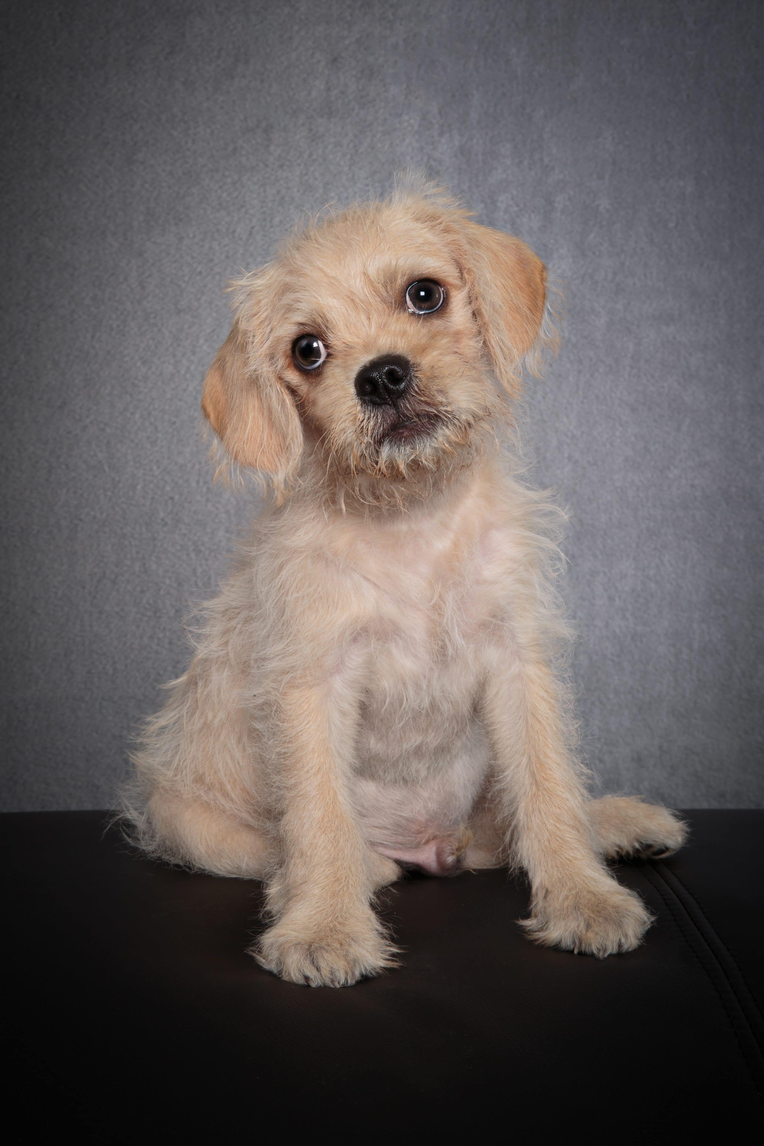 foto Perro Pugalier Mixto