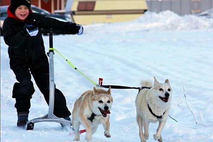 foto Perro de raza Buhund noruego