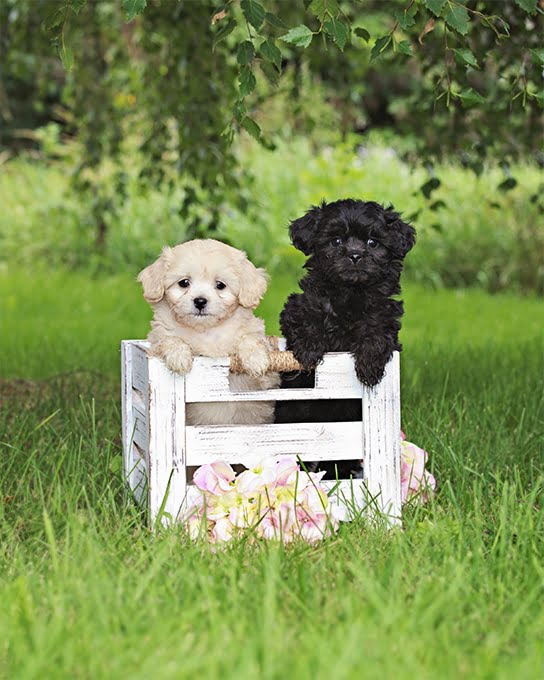 foto Perro híbrido de Peekapoo