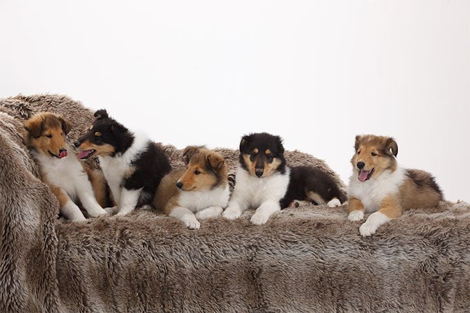 foto Perro Collie