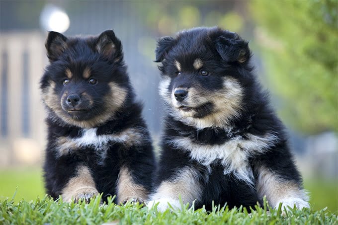 foto Perro de raza laphund finlandés