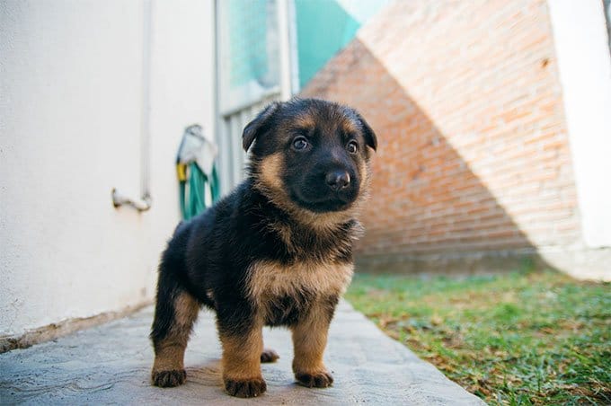 foto Perro Pastor Alemán