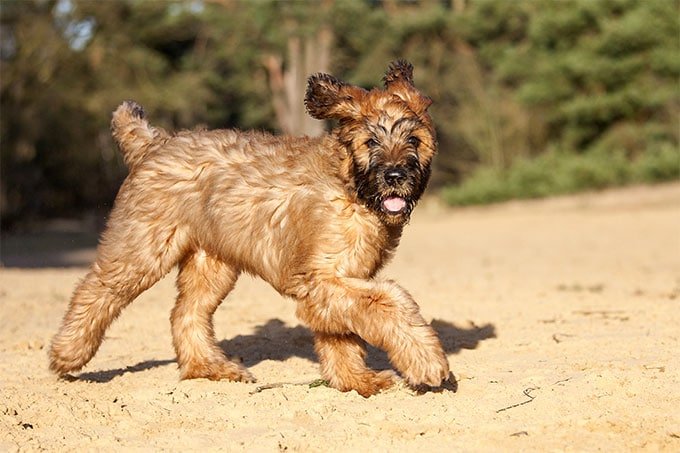 foto Perro de Briard