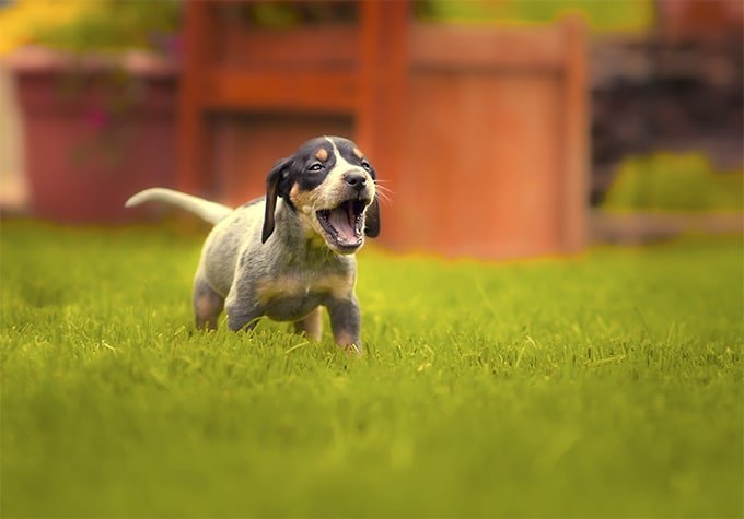 foto Bluetick Coonhound