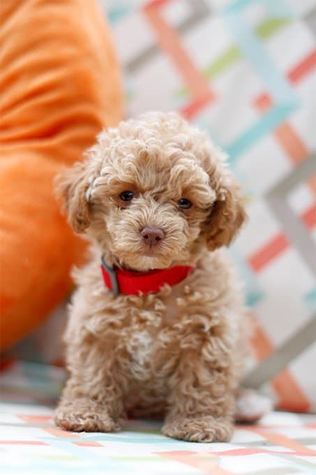 foto Perro Híbrido Maltipoo