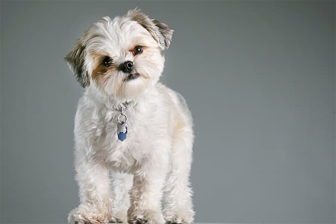 foto Perro Maltés Shih Tzu