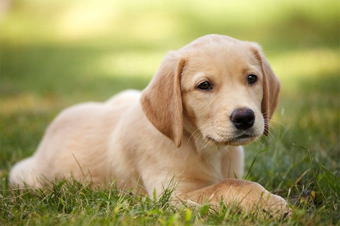 foto Perro mestizo de Goldador