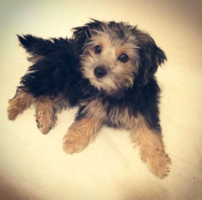 foto Perro Yorkipoo