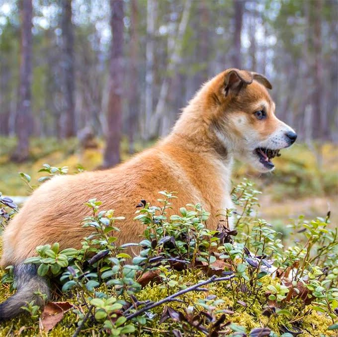 foto Perro de raza Lundehund noruego