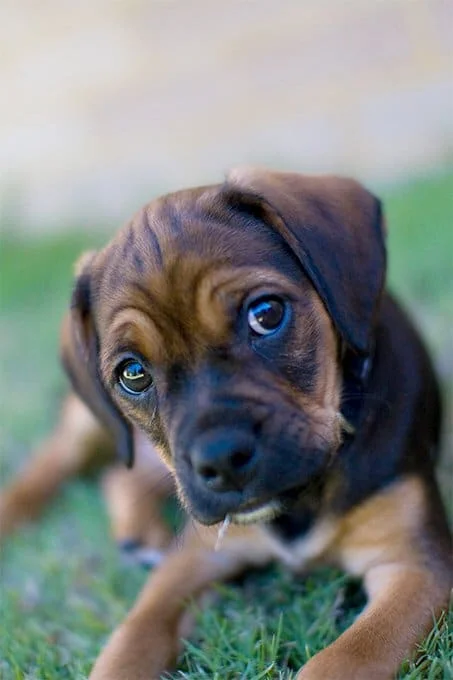 foto Perro Puggle