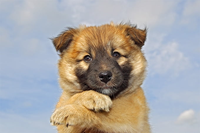 foto Perro pastor islandés