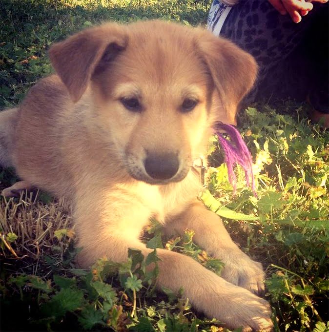 foto Perro Chinook