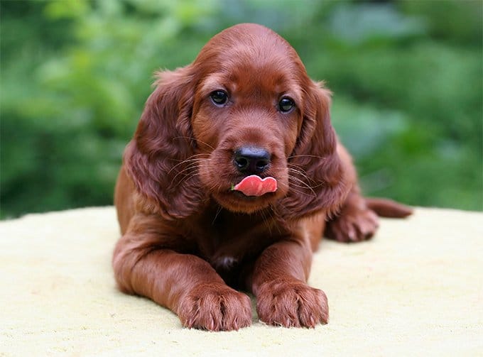 foto Perro Setter Irlandés Rojo y Blanco