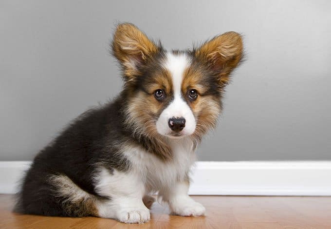 foto Perro Pembroke Welsh Corgi