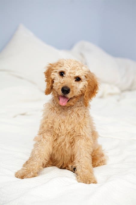 foto Labradoodle Perro mixto