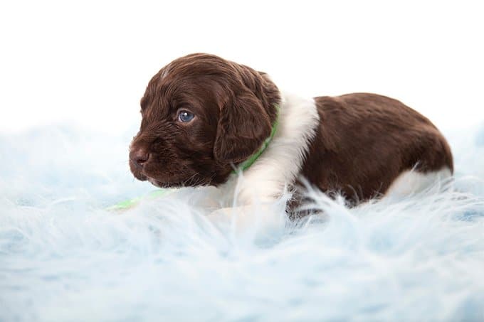 foto Perro Munsterlander Pointer Pequeño