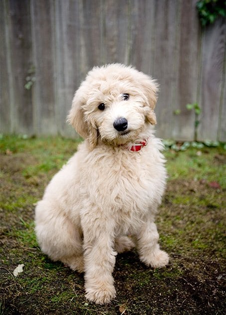 foto Perro Goldendoodle