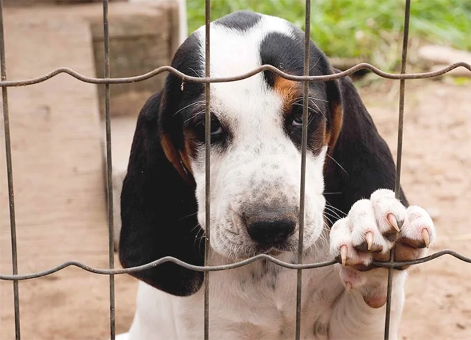 foto Perro de raza Walker Coonhound