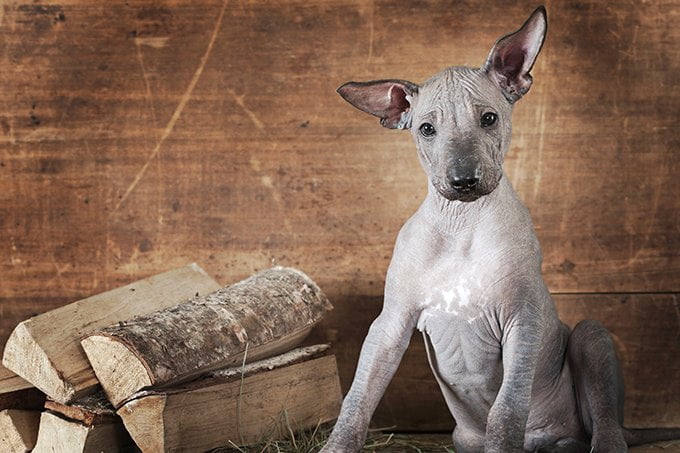 foto Perro Xoloitzcuintli