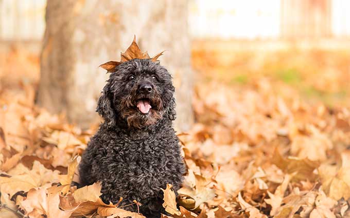 foto Perro Puli