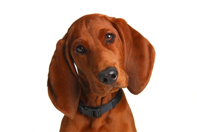 foto Perro Redbone Coonhound