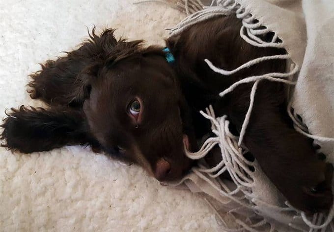 foto Perro Boykin Spaniel